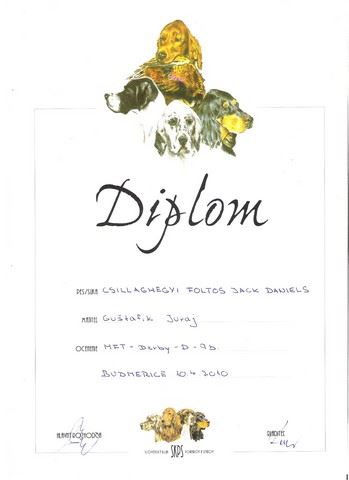 Jack Daniels Szlovákiában,Field Trialon szerzett diploma
