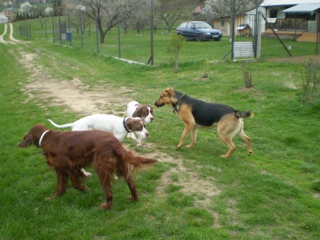 Balatoni séta - Ammily, Viki, Kelly és Rexi