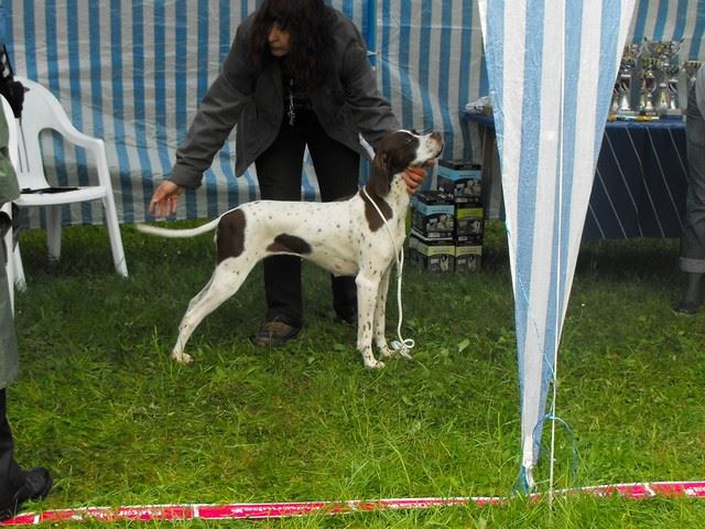 2010.05.15.Pointer Klubkiállítás,Budakeszi - Bíró: Martin Falsey (Írország) - Champion szukák -Ammily Kitűnő III. 