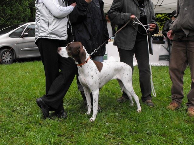 2010.05.15.Pointer Klubkiállítás,Budakeszi - Ammily 