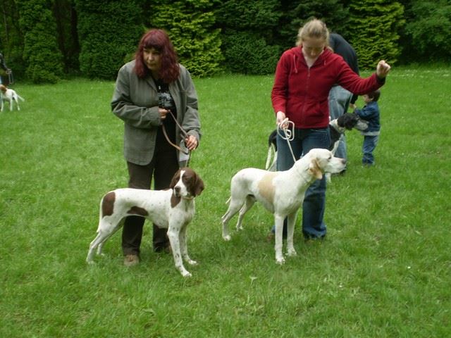 2010.05.15.Pointer Klubkiállítás,Budakeszi - Ammily és apja (Speedy)
