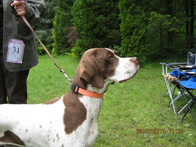 2010.05.15.Pointer Klubkiállítás,Budakeszi - Ammily 