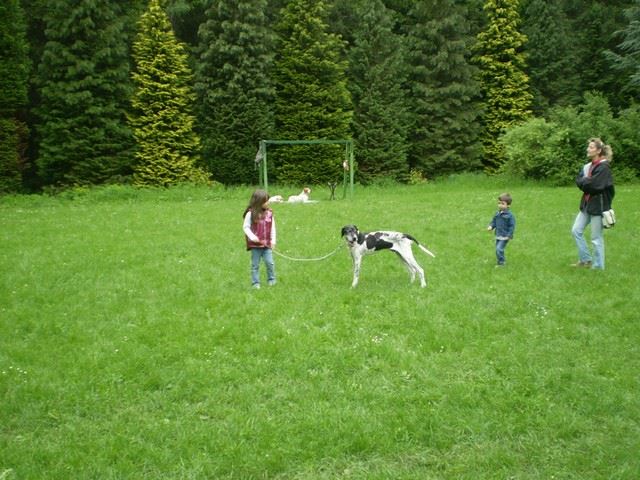 2010.05.15.Pointer Klubkiállítás,Budakeszi - Hasszán/Wisky,13 éves - Gazdáival