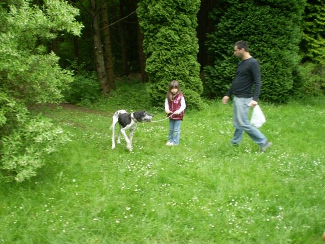 2010.05.15.Pointer Klubkiállítás,Budakeszi - Hasszán/Wisky,Fedra kölyke,13 éves - Gazdáival