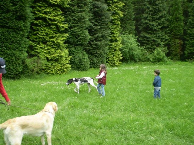 2010.05.15.Pointer Klubkiállítás,Budakeszi - Hasszán/Wisky,Fedra kölyke,13 éves - Gazdáival