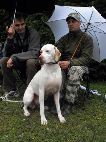 2010.05.15.Pointer Klubkiállítás,Budakeszi - Iron a gazdival