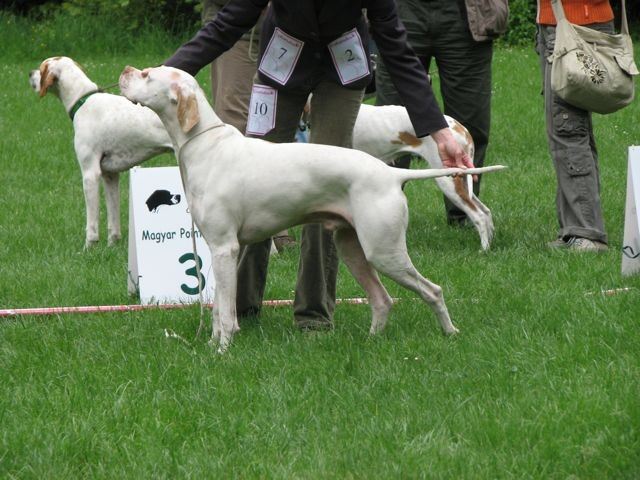 2010.05.15.Pointer Klubkiállítás,Budakeszi - Bíró: Martin Falsey (Írország) - Nyílt osztály, Kanok -  Iron III. 
