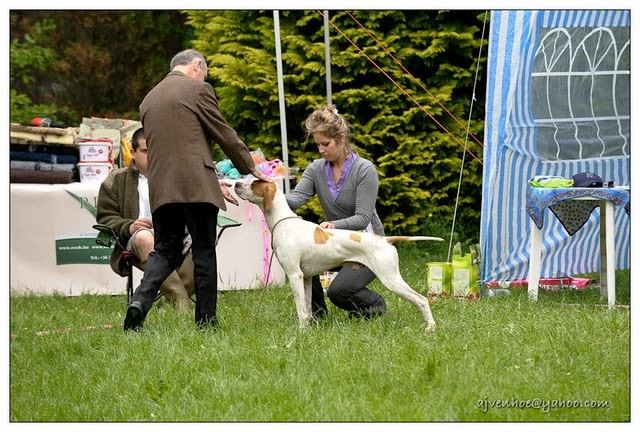 2010.05.15.Pointer Klubkiállítás,Budakeszi - Bíró: Martin Falsey (Írország) - Nyílt osztály, Kanok - Izidor/Frodó Kitűnő I.CAC 
