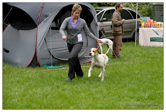 2010.05.15.Pointer Klubkiállítás,Budakeszi - Bíró: Martin Falsey (Írország) - Nyílt osztály, Kanok - Izidor/Frodó Kitűnő I.CAC 
