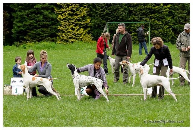 2010.05.15.Pointer Klubkiállítás,Budakeszi - Iron Nyílt osztály III.,Izidor/Frodó Nyílt osztály Győztes Kan ,KitűnőI.CAC
