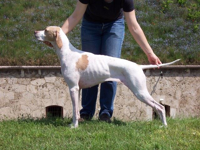 2010.05.16. Iphigeneia/Rozi - Komárom CACIB - Champion osztály CAC és res CACIB -  A bíró: Tomasz Borkowski (PL) 