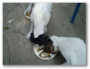 jenny_jackie__mar_csak_ketten_vannak_9_hetesek.jpg