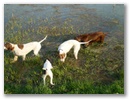 kocsi_tonal_balatonon_ammily_jenny_viki_kelly.jpg