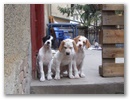 j_alom_majdnem_8_hetesen_jenny_jim_janka_jack_hatul.jpg