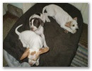 janka_jack_jim_8_es_fel_hetes.jpg