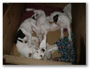 jatek_7_hetesek.jpg