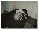 jenny_janka_jackie_a_mama_kosaraban_7_hetesek.jpg