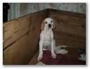 jim_beam_7_hetes.jpg
