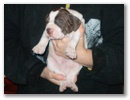 jack_daniels_3_hetes_2.jpg