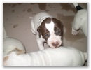 jack_daniels_3_hetes_3.jpg