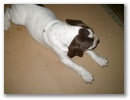 jackie_4_es_fel_hetes_3_.jpg