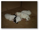jenny_jack_d_janka_jim_b.jpg